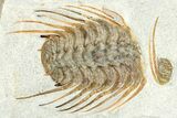Plate Of Four Spiny Selenopeltis Trilobites #365713-3